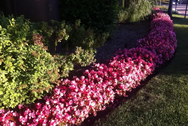 shade loving flowers shade loving flowers