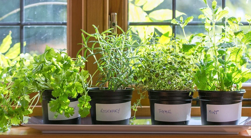 beginner indoor gardening