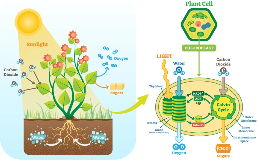 photosynthesis steps