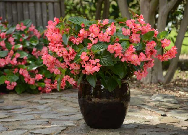 impatiens vs begonias impatiens vs begonias