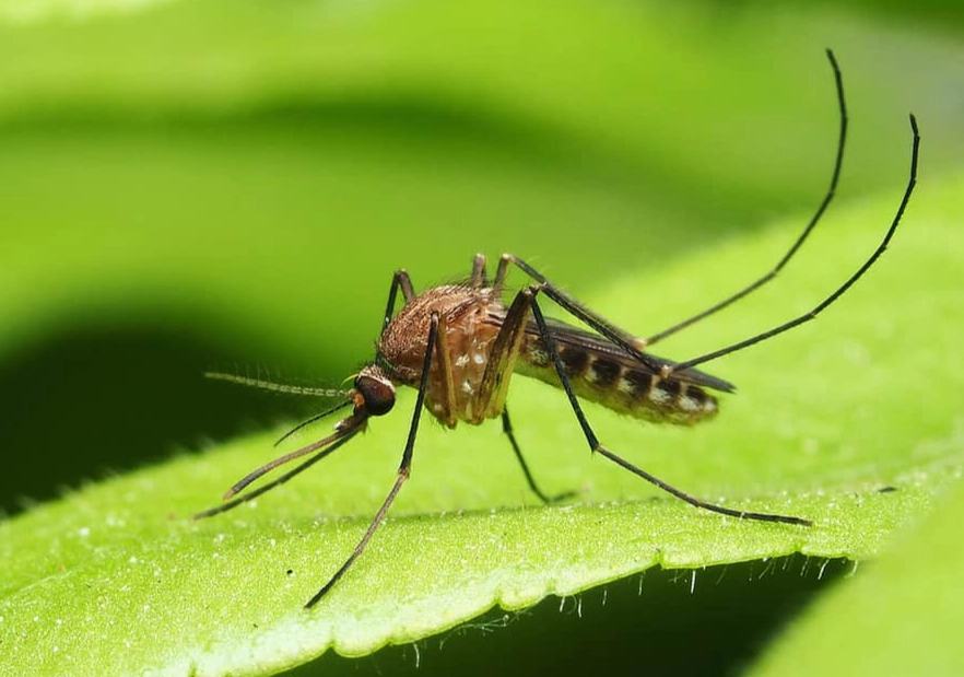 mosquito-borne diseases