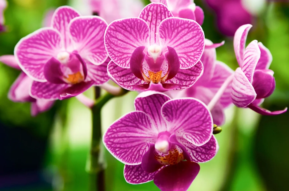 orchid care