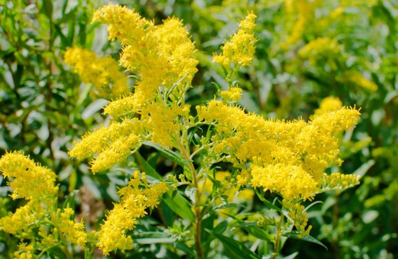 goldenrod plant benefits