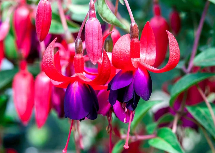 winter hardy fuchsia