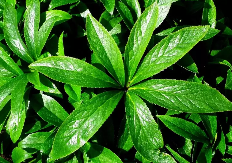 Helleborus leaves care