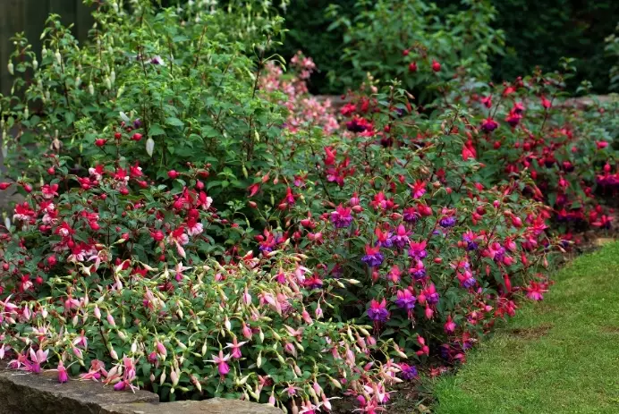 hardy fuchsia