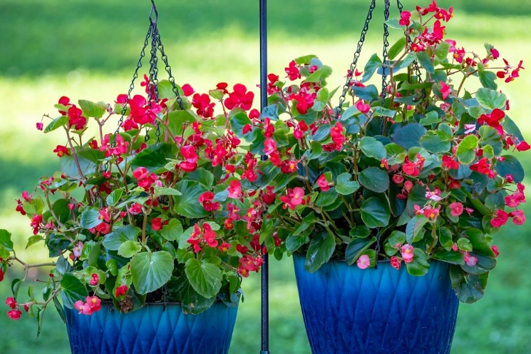 shade loving flowers shade loving flowers