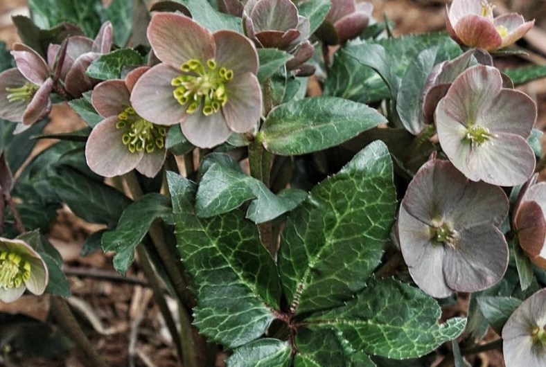Hellebores leaves turning yellow
