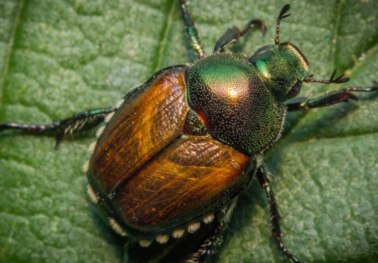 beetle identification