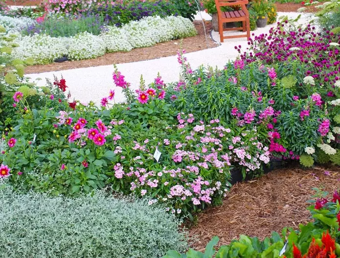 cut flower garden plants