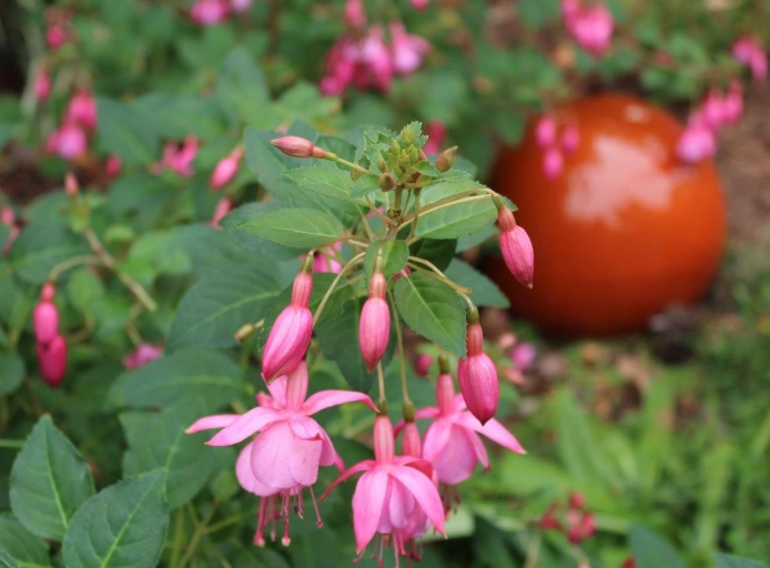 fuchsia magellanica