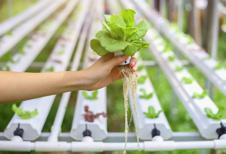 hydroponic systems