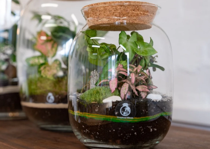 terrarium plants