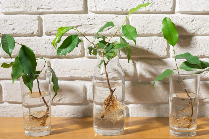 plant cutting plant cutting