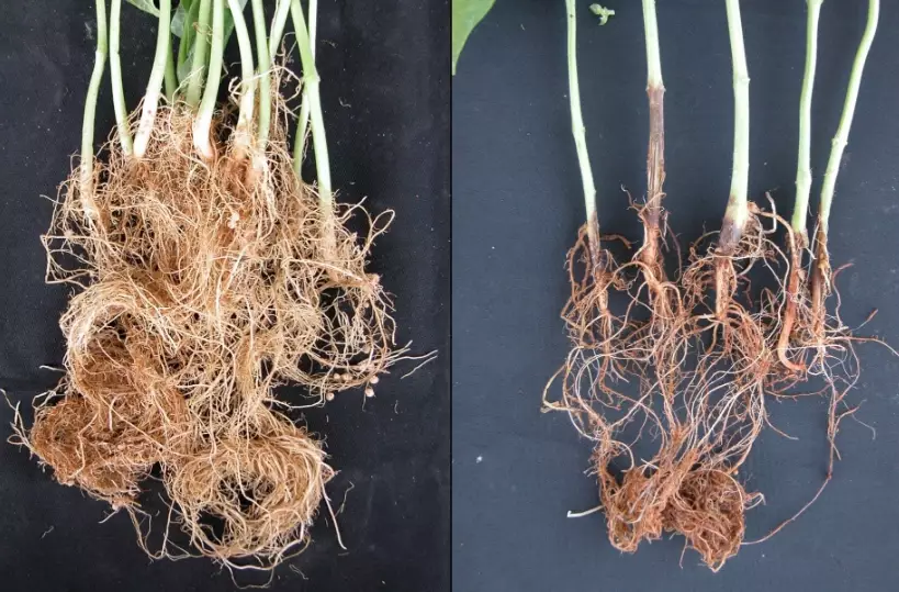 how to improve root growth