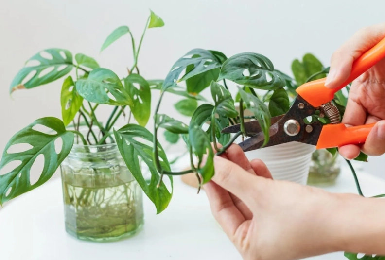 plant cutting plant cutting