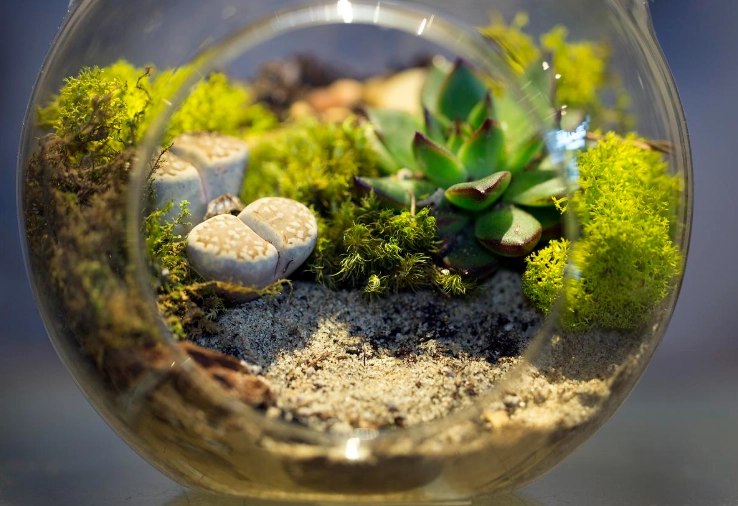 terrarium plants