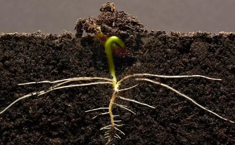 how to improve root growth