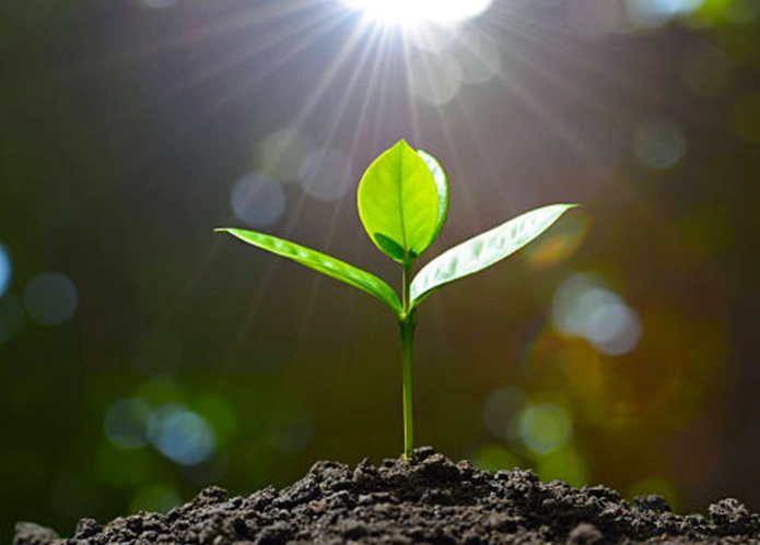 plant nutrient deficiency