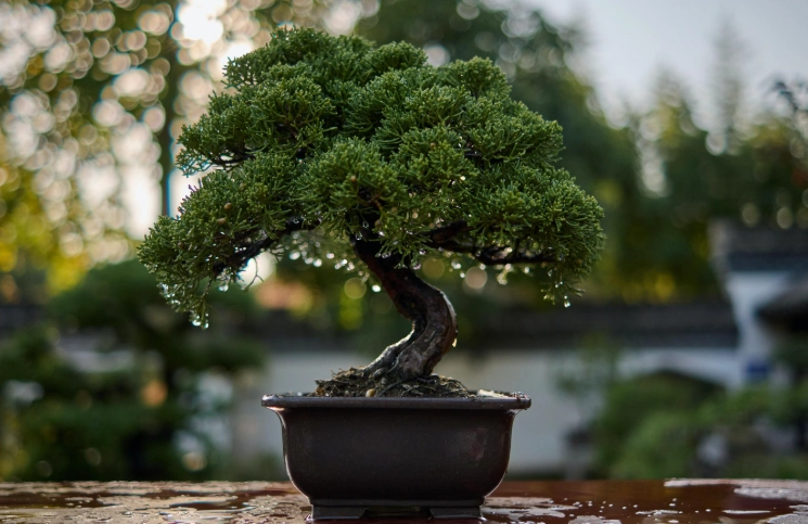bonsai tree care