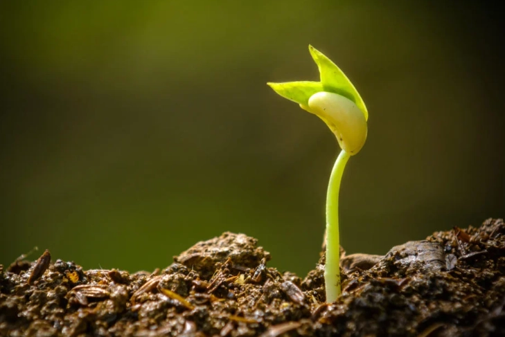 how to start seeds indoors how to start seeds indoors