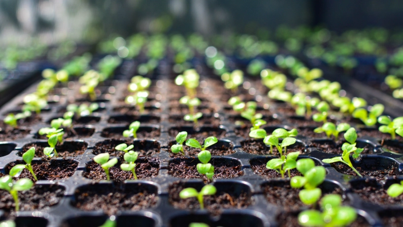 seed starting for beginners seed starting for beginners