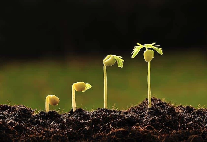 plant root development