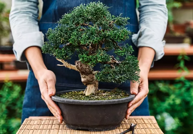 bonsai for beginners