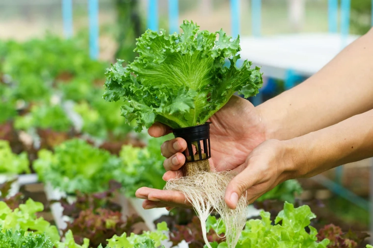 hydroponic systems