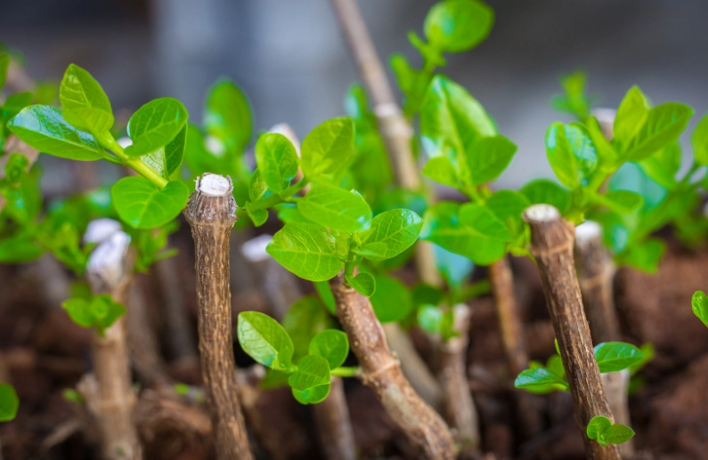 plant cutting plant cutting