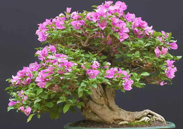indoor bonsai tree