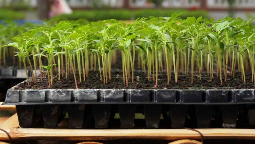 best seed starting mix best seed starting mix