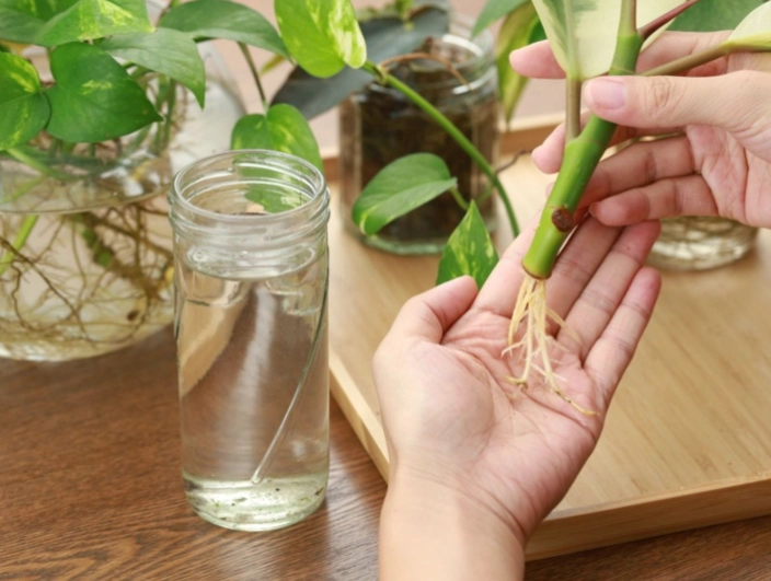 how to propagate plants how to propagate plants