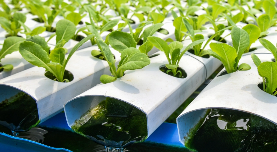 how to grow hydroponically