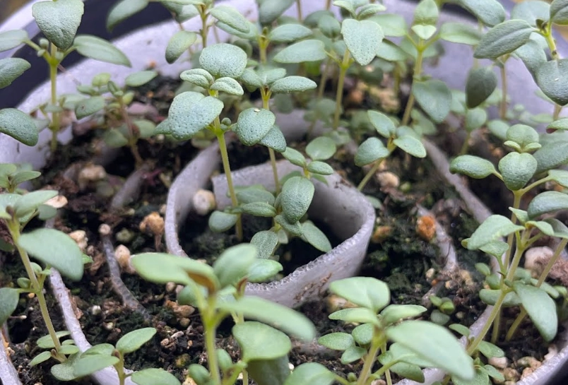 best seed starting mix best seed starting mix