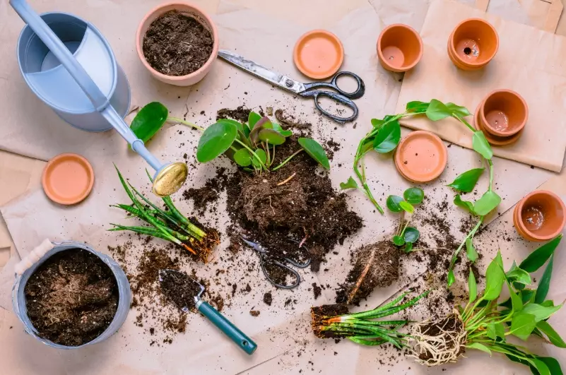 how to propagate plants how to propagate plants