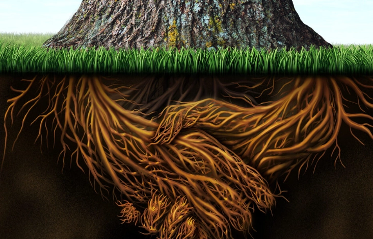 how to improve root growth