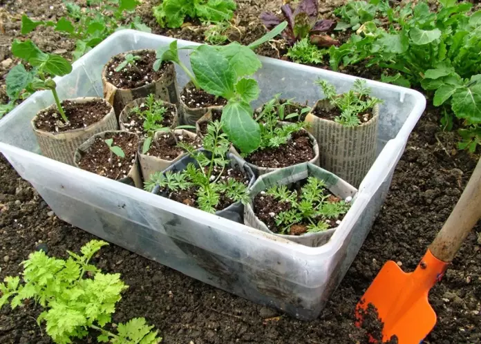 seed starting for beginners seed starting for beginners