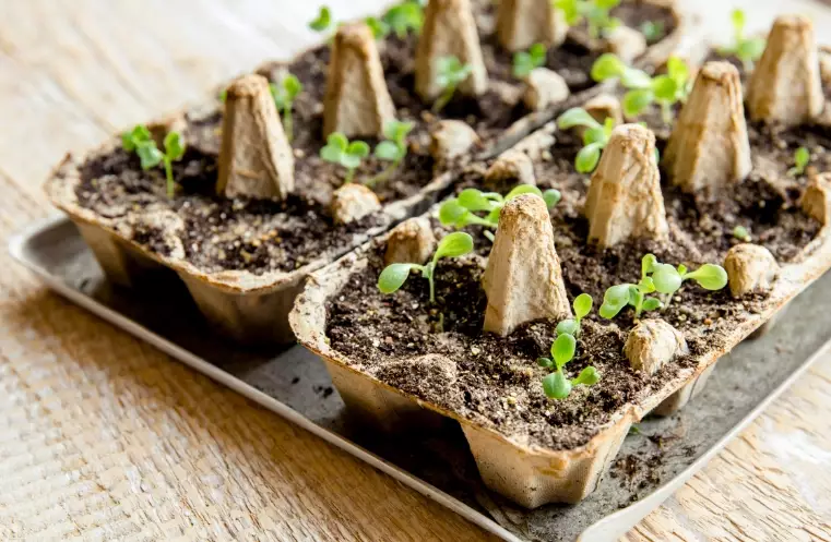 seed starting for beginners seed starting for beginners