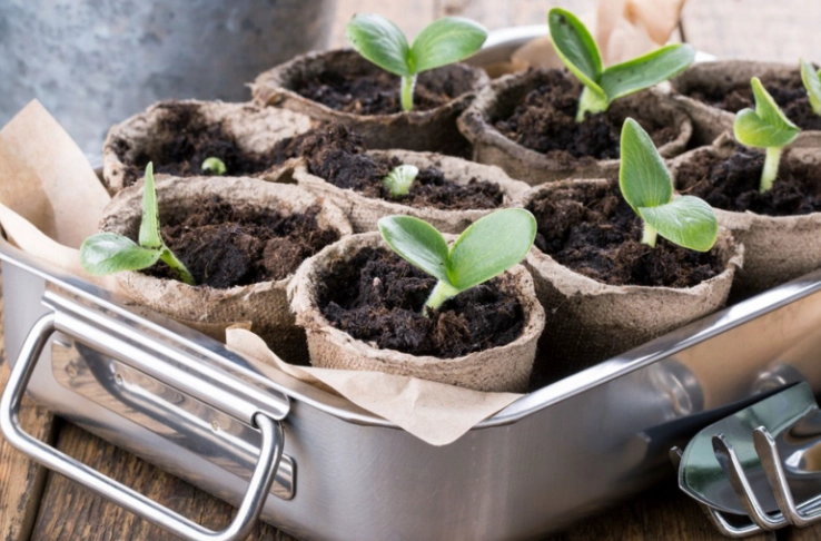 how to start seeds indoors how to start seeds indoors