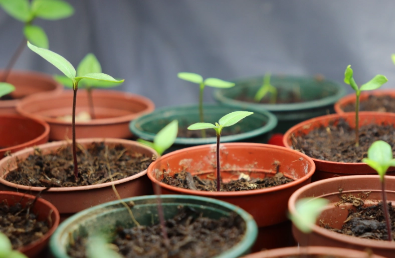 how to propagate plants how to propagate plants