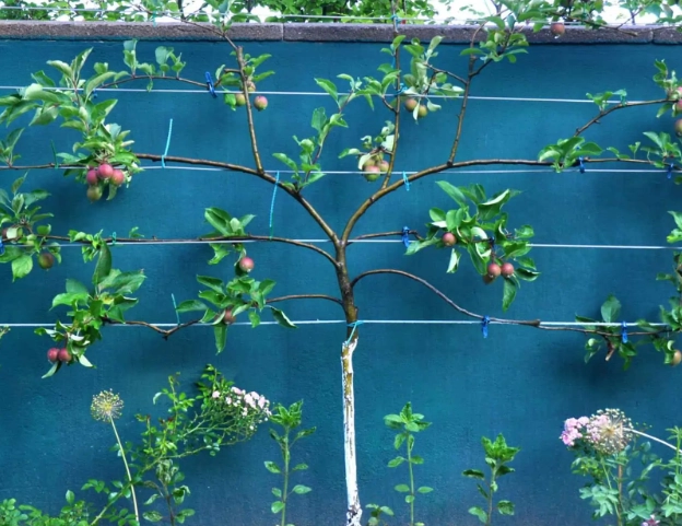 how to espalier apple tree