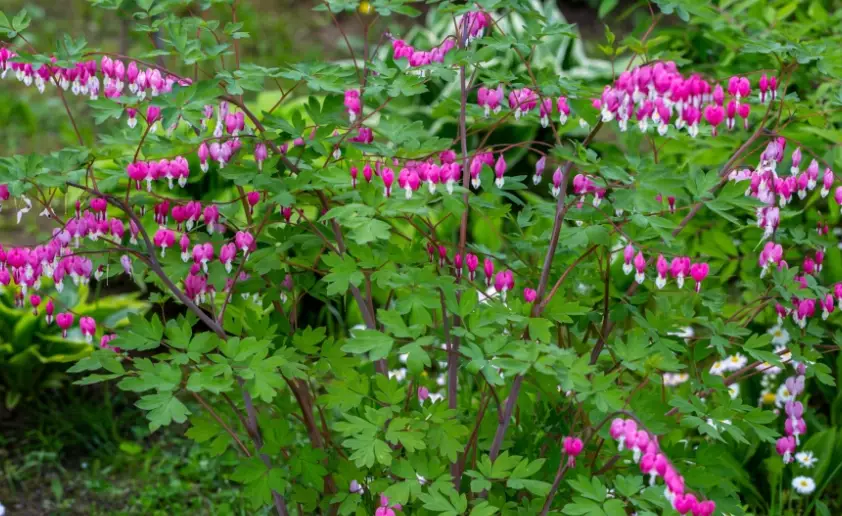 bleeding heart plant care
