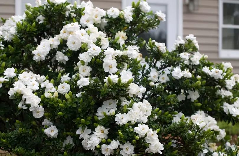 gardenia plant