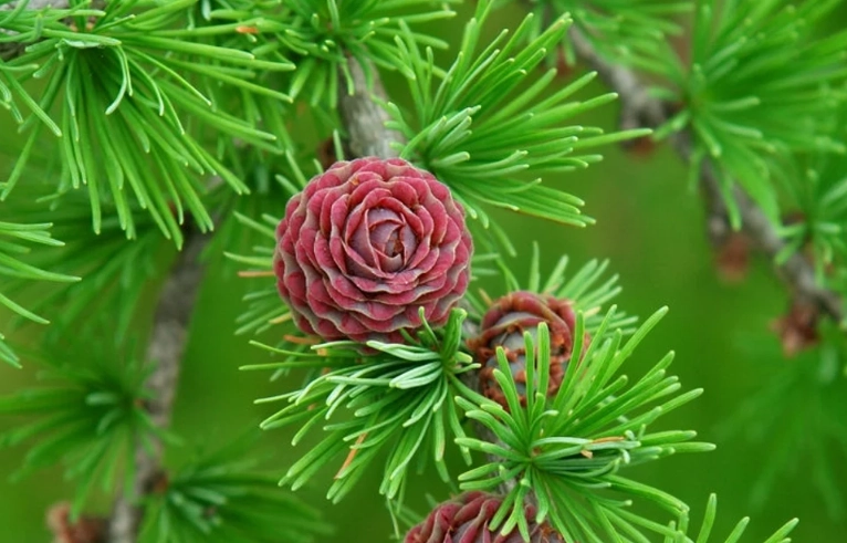 Larch tree
