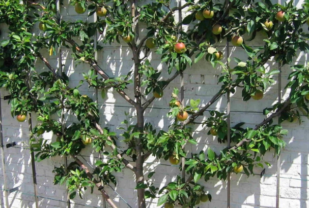 espalier apple varieties