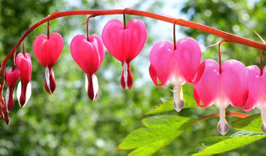 how to grow bleeding heart