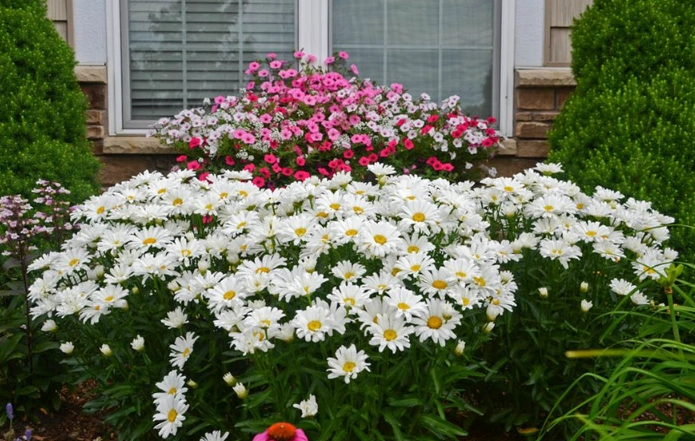shasta daisy size