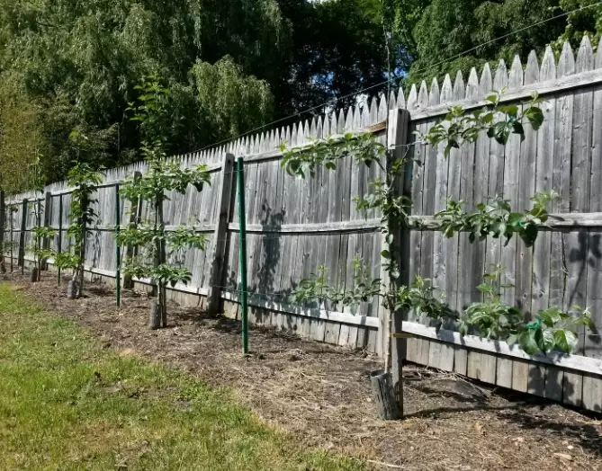 espalier apple trees
