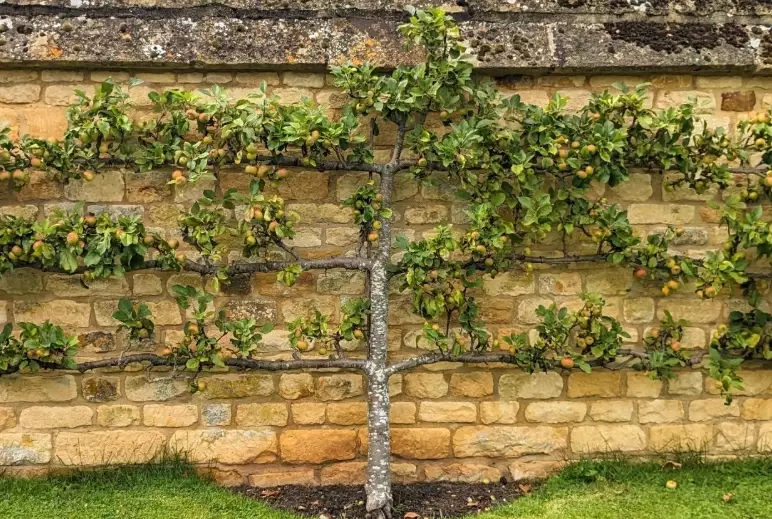how to espalier apple tree